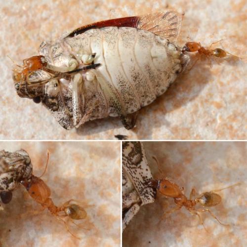Réf. 294 755 : Pheidole pallidula